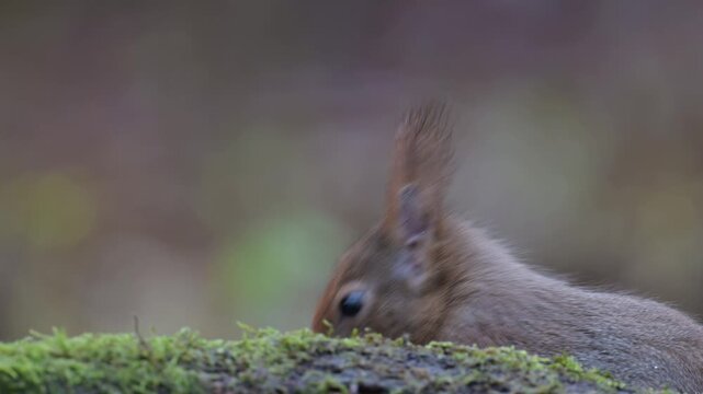 Red squirrel sits on dead wood with moss and searches for food, head portrait, close up, european red squirrel, winter, north rhine westphalia, (sciurus vulgaris), germany