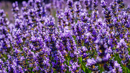 Obraz premium Lavender plants in bloom at a field during daytime with bright light illuminating the flowers