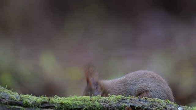 Red squirrel sits on dead wood with moss and searches for food, european red squirrel, winter, north rhine westphalia, (sciurus vulgaris), germany