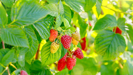 Raspberry plants with ripe and unripe berries growing in a garden under sunny weather during summer © Fleuronica