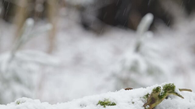 A female hawfinch searches for food in the snowfall on a dead tree trunk, north rhine westphalia, winter, (coccothraustes coccothraustes), germany