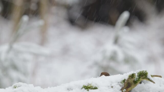 A female hawfinch searches for food in the snowfall on a dead tree trunk, north rhine westphalia, winter, (coccothraustes coccothraustes), germany