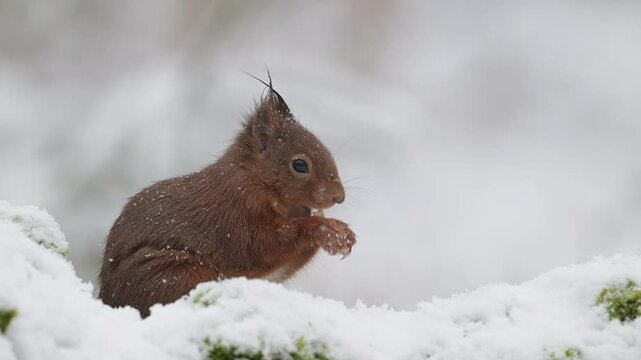 A red squirrel searches for food in the snowfall on a dead tree trunk, portrait, european red squirrel, winter, north rhine westphalia, (sciurus vulgaris), germany