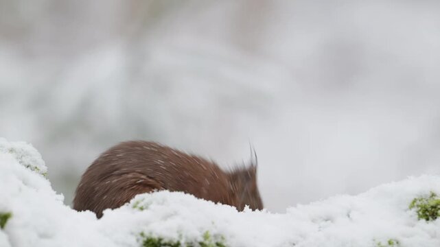 A red squirrel searches for food in the snowfall on a dead tree trunk, portrait, european red squirrel, winter, north rhine westphalia, (sciurus vulgaris), germany