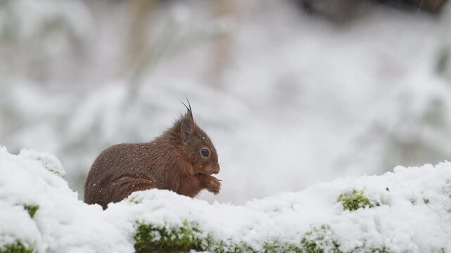 A red squirrel searches for food in the snowfall on a dead tree trunk,  european red squirrel, winter, north rhine westphalia, (sciurus vulgaris), germany