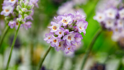 Obraz premium Purple flowers bloom in a garden during spring with vibrant colors and fresh greenery surrounding them