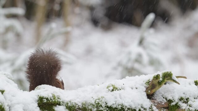 A red squirrel searches for food in the snowfall on a dead tree trunk,  european red squirrel, winter, north rhine westphalia, (sciurus vulgaris), germany
