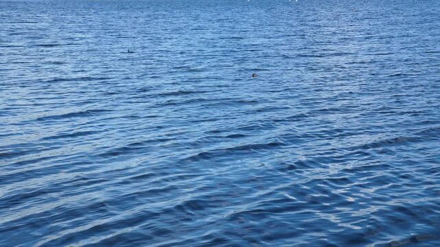 Peaceful view of dark blue water waving slowly under the sun, featuring wild waterfowl floating on a calm river surface in a natural park area
