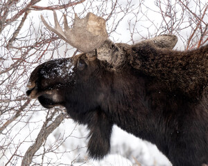 Bull moose (Alces alces)  Grand Teton NP  Wyoming © Tom