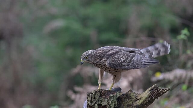 Goshawk sitting on a dead branch and eating a dead wood pigeon, autumn, birds of prey, north rhine westphalia, (accipiter gentilis), germany