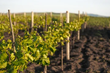 Fototapeten Toskana Rows of Vines Growing in Vineyard, Organic Agriculture and Wine Production Concept, Green Grapes Plantation Field Landscape Under Sunny Sky  © RetoricMedia