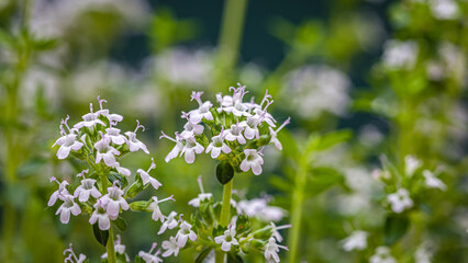 Fototapeta premium White flowers bloom in a garden during the summer season with green plants in the background