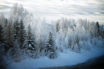 Hoarfrost on cottonwood trees  Grand Teton NP  Wyoming © Tom