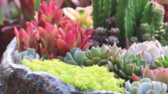 Colorful Succulent Plants in Garden Pot