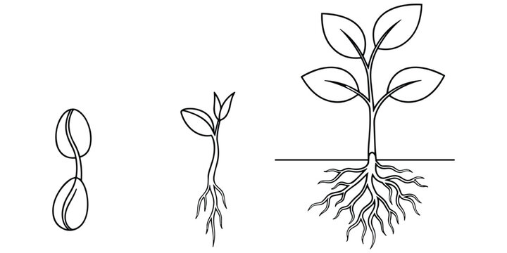 Linear growth stages of a plant from a seed to a fully grown plant with roots and leaves