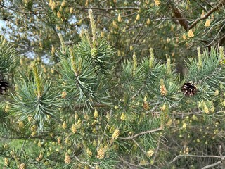 Pine cones and conifer branches in natural forest setting. © Viktoriia Valmon