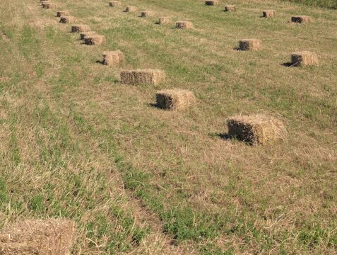 Campo agricolo con balle di fieno rettangolari disposte in file ordinate su prato tagliato. Atmosfera rurale, estiva e luminosa