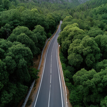 Winding road forest aerial green tree nature landscape summer travel scenic outdoor peaceful view