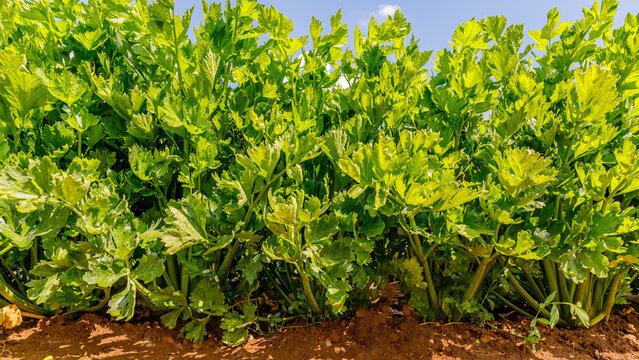 Celery plants grow in a field under the blue sky during the daytime in warm weather