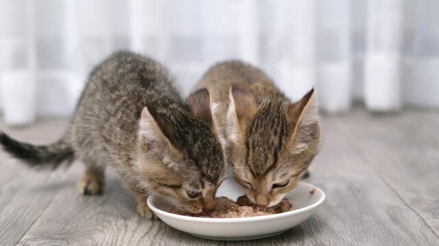 Two cute little brown tabby kittens eating from a bowl on a light background