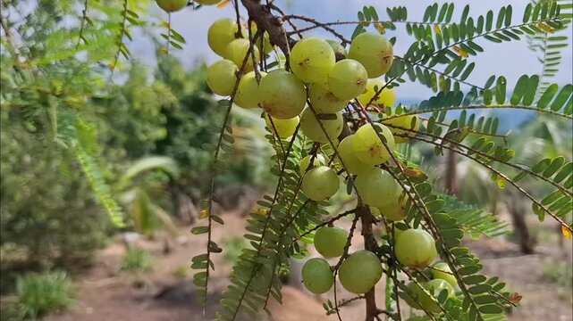 Phyllanthus emblica indian gooseberry balakka malaka kemloko fruits