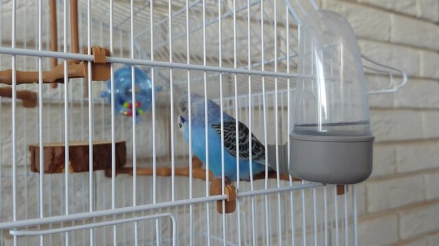 Young Blue Budgie Sleeping Peacefully Inside Cozy Cage With Soft Feathers