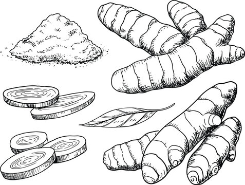Hand drawn turmeric root and powder collection vector illustration for herbal medicine, spice and organic food design