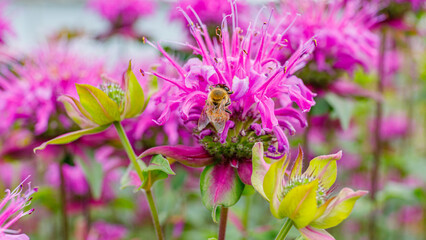 Obraz premium Bee collects nectar from pink flowers in a garden during daylight hours