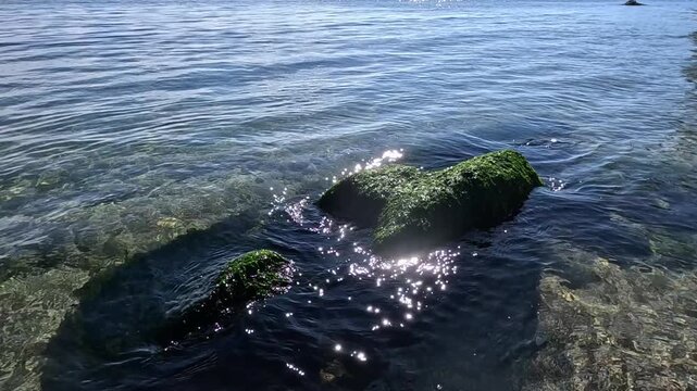 Green algae growing on boulders in shallow sea water. The scene likely represents a coastal marine environment, the Black Sea