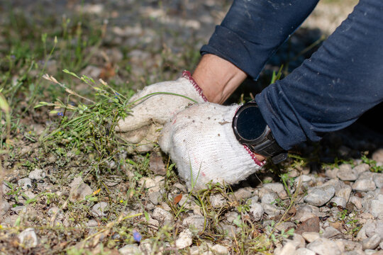 Hands with work gloves pulling weeds from soil close up