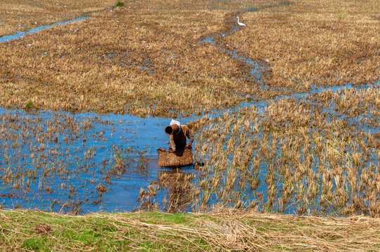 Madagascar - April 28, 2010: A local fisherman wades through a flooded rice paddy of the Betsileo region carrying a traditional wicker fish trap balanced on his head in the central highlands.