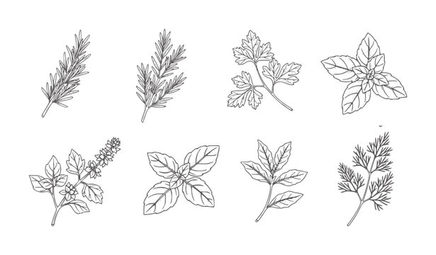 Collection of eight hand drawn herb sprigs including rosemary basil parsley and dill
