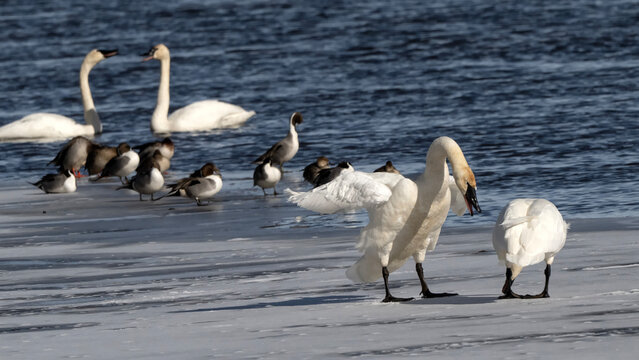 Trumpeter swans (Cygnus buccinator); National Elk Refuge; Wyoming