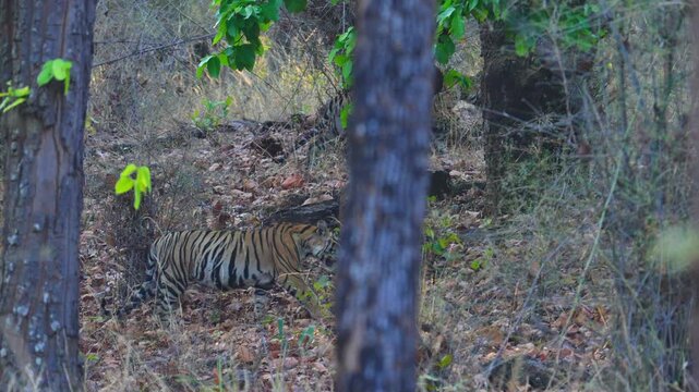 Tiger cub&mdash;playful, curious striped kitten with oversized paws and innocent eyes, learning survival in the wild.