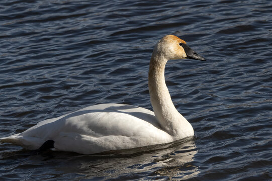 Trumpeter swans (Cygnus buccinator); National Elk Refuge; Wyoming