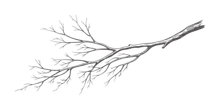 Hand drawn bare tree branch with many thin twigs winter