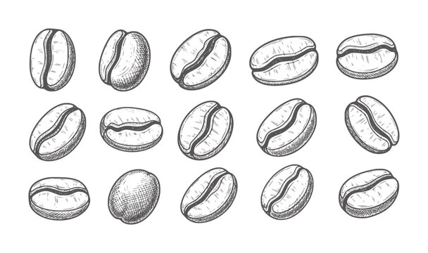 Hand drawn coffee beans in various orientations white seed roasted