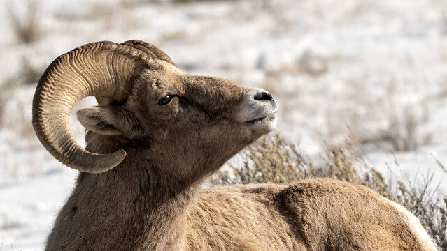 Bighorn sheep grazing in the snow; Nat Elk Refuge; Wyoming