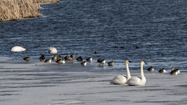 Trumpeter swans (Cygnus buccinator); National Elk Refuge; Wyoming