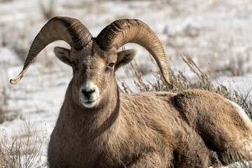Fototapeta premium Bighorn sheep grazing in the snow; Nat Elk Refuge; Wyoming