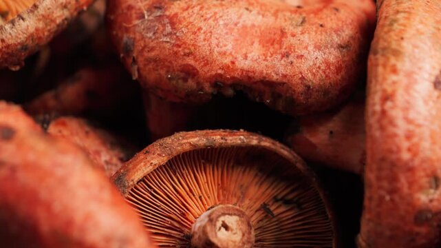 Mushrooms gills texture, a close-up of a pile of red saffron milk cap mushrooms, harvest season. High quality 4k footage