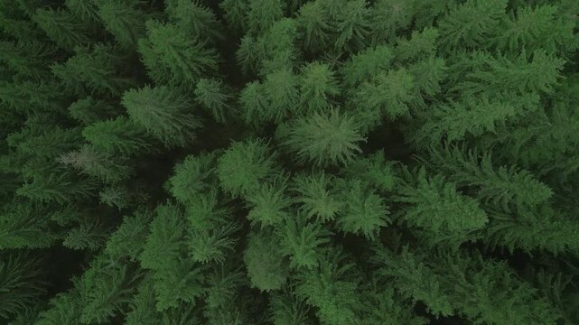 Green pine tree coniferous forest aerial top down view. Dramatic nature background. Travel destination. Beautiful wild landscape. Summer vacation, outdoor tourism. Cinematic drone 4k shot