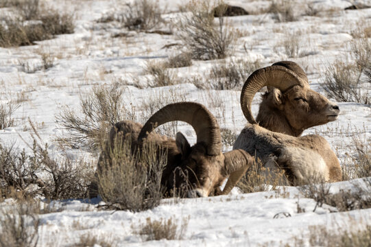 Bighorn sheep grazing in the snow; Nat Elk Refuge; Wyoming