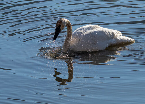 Trumpeter swans (Cygnus buccinator); National Elk Refuge; Wyoming