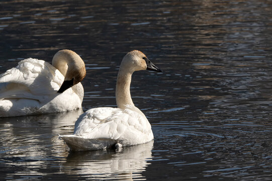 Trumpeter swans (Cygnus buccinator); National Elk Refuge; Wyoming