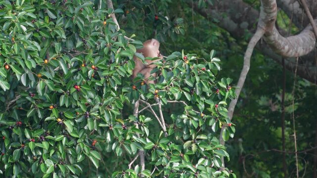 Monkey on the trees in the national park.