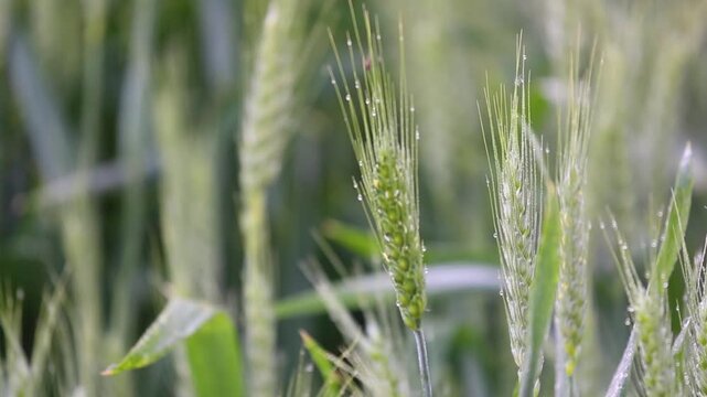 Green Wheat Ears with Dew in Crop Field