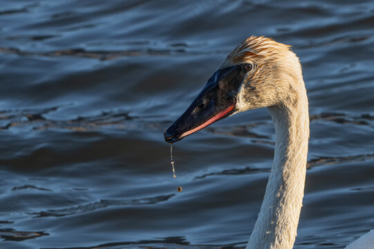 Trumpeter swans (Cygnus buccinator); National Elk Refuge; Wyoming