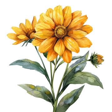 Coreopsis Flower, vibrant painting vector in watercolor style with playful brushwork and lively colors, isolated on a white background.