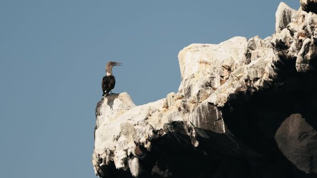Blue-footed boobies resting on rocky coastal stones beneath an open sky, gathered together in a peaceful wildlife scene that highlights their unique appearance and natural seabird habitat.